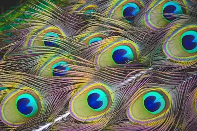 Close view of many peacock feathers with blue and green eyes, the bird of Lord Murugan