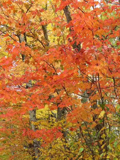 Bright orange maple leaves in autumn