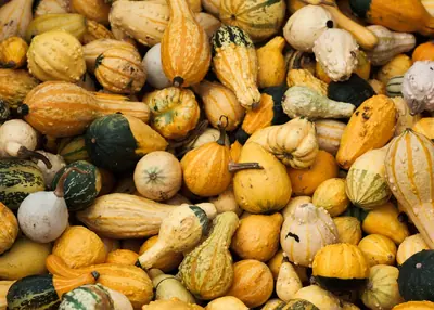 A heap of orange, green and yellow gourds and small squash