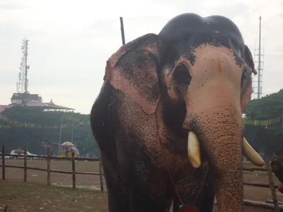 Close view of a temple elephant with white tusks standing in an open ground