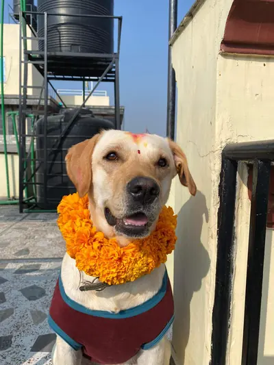 A smiling dog wearing an orange marigold garland and a red tika on its forehead