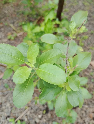 Fresh green leaves of a holy basil (tulsi) plant