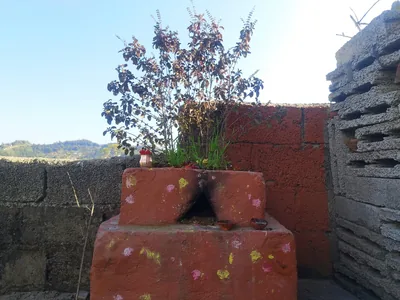 A tulsi plant growing from a small painted brick stand in a courtyard