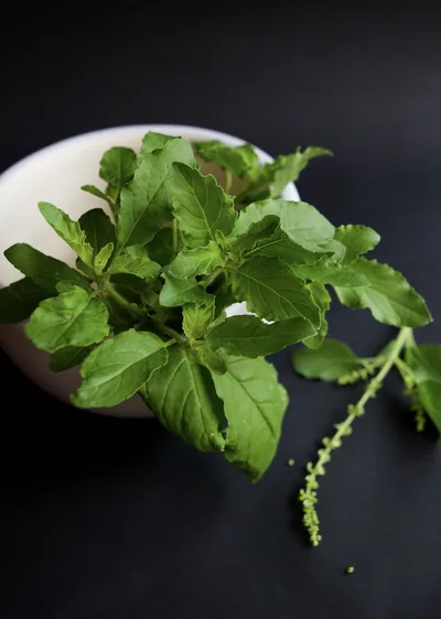 Close view of fresh holy basil leaves