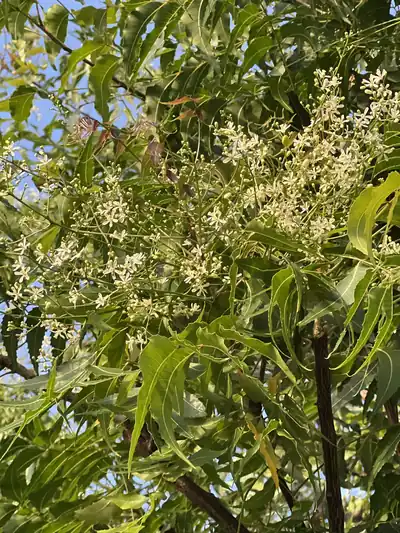White neem flowers among green neem leaves, used in Ugadi pachadi