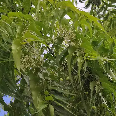 Neem leaves with clusters of tiny white flowers