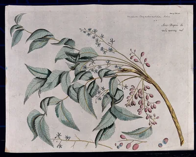An old botanical drawing of a neem branch with leaves, flowers and fruit