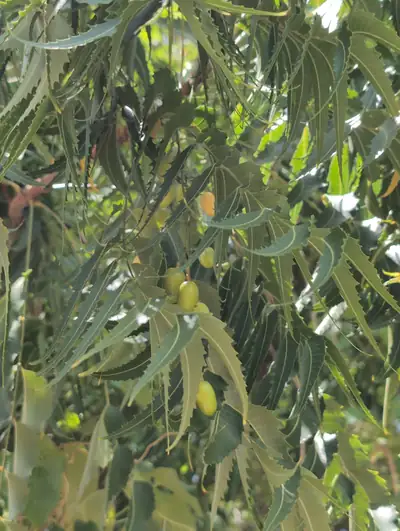 A neem branch with green leaves and small green fruits