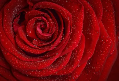 Close-up of a deep red rose with dew drops