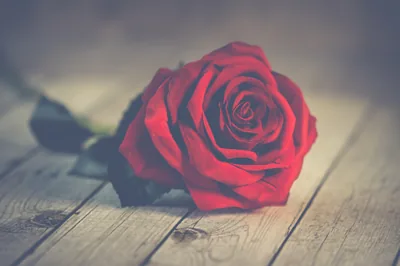 A deep red rose resting on old wooden boards