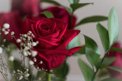 Red roses with small white flowers and green leaves