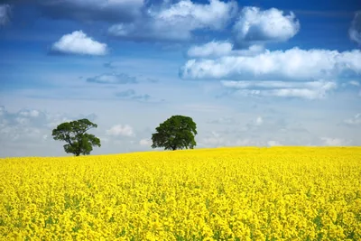 A bright yellow mustard field under a blue sky with white clouds