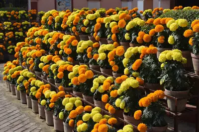 Rows of potted yellow and orange marigolds