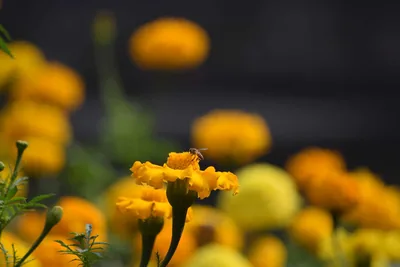 Yellow marigold flowers in bloom