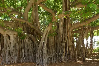 A wide banyan tree with many hanging roots