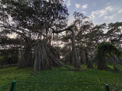 A giant banyan tree with many hanging roots spreading across a lawn
