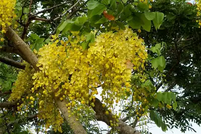 Thick bunches of golden yellow konna flowers hanging from a tree