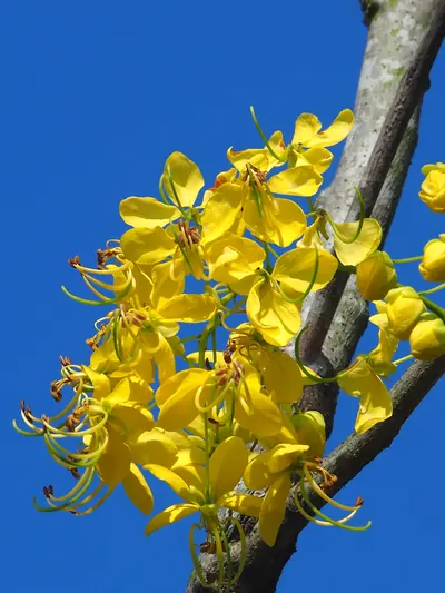 Bright yellow konna flowers against a deep blue sky