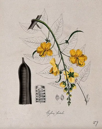 An old botanical drawing of a konna branch with yellow flowers and a long dark pod