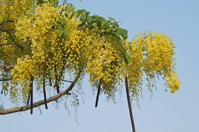 Long strings of yellow flowers and dark pods hanging from branches against a pale sky