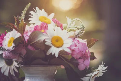Pink and white flowers with a daisy in soft light